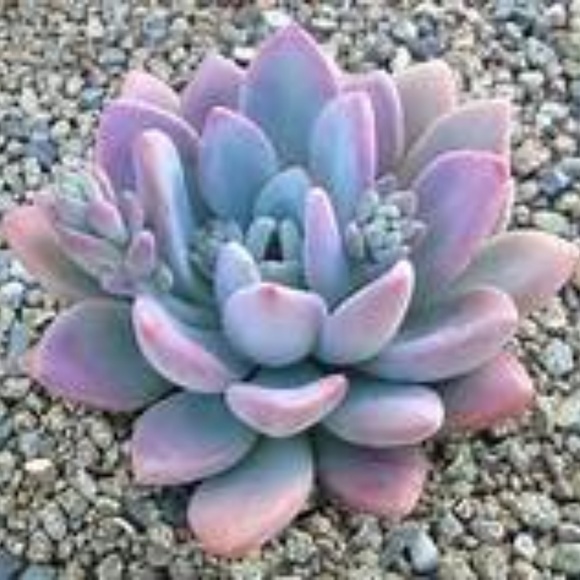 Meet your Posher - Picture 1 of 1